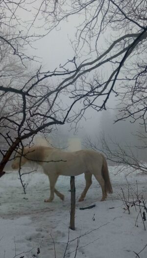 Am 17.02.2026 beginnt in China das Neujahr-Was bedeutet das für uns?